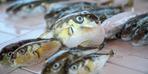 7 kişilik aile zehirlendi!  Uzmandan kirpi balığı hakkında uyarı: Hepsi zehirlidir ve ölüme yol açabilir