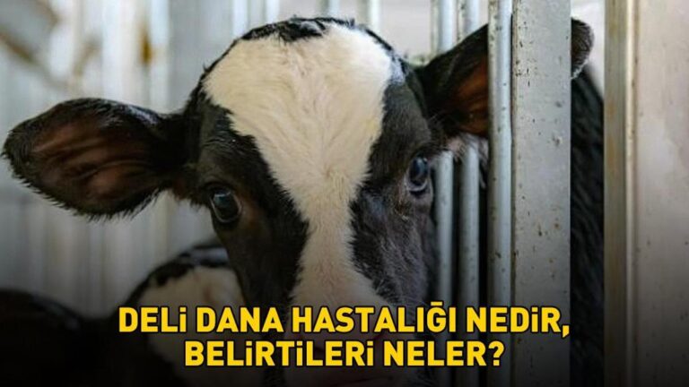 Deli dana hastalığı nasıl bulaşır? Ankara'nın ardından Bolu da ortaya çıktı! Deli dana hastalığı nedir ve belirtileri nelerdir?